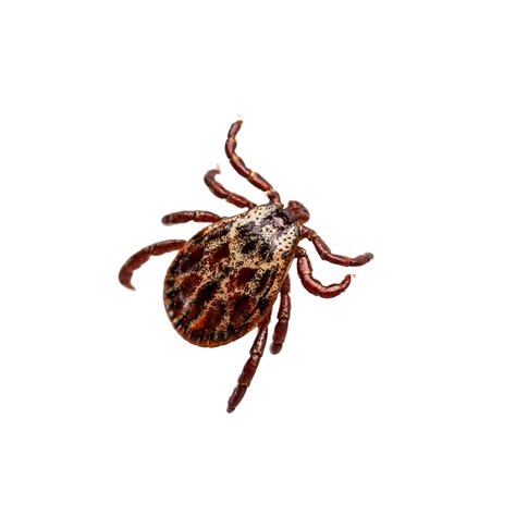 Ticks are a problem – protect your dog